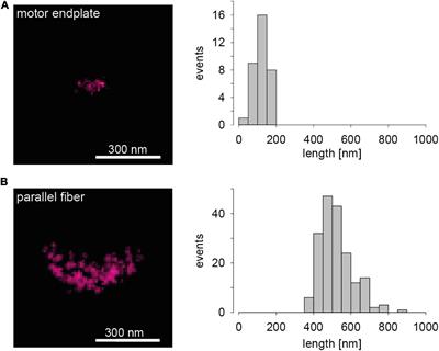 Visualizing Presynaptic Active Zones and Synaptic Vesicles